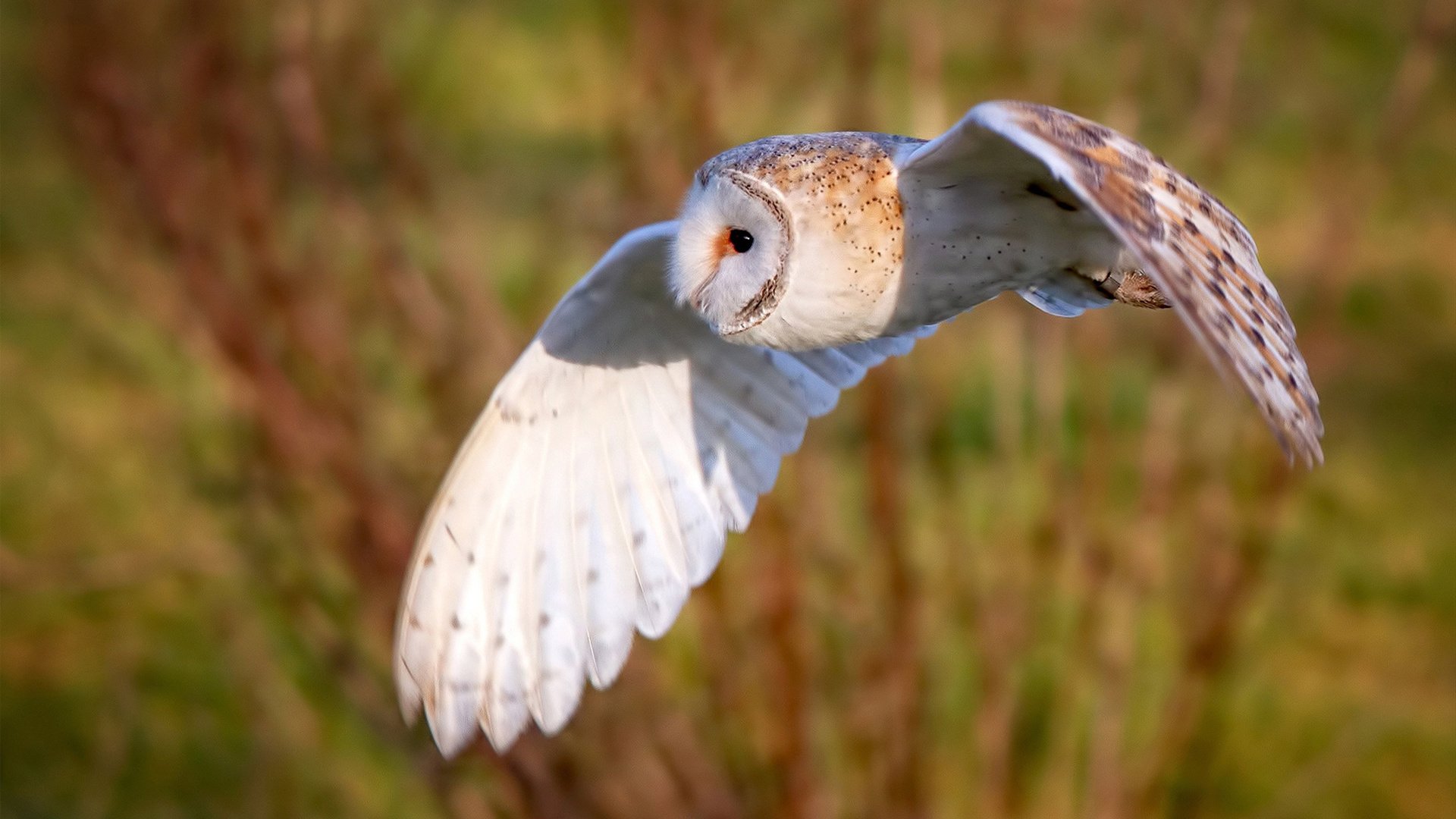 爱游戏在线登录入口-太极拳运动会：中华传统的健康之道，运动会太极拳表演